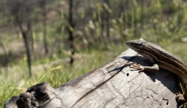 common lizard on a log