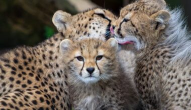 Public give Fota Wildlife Park’s newest cheetah cubs Swahili names – The Irish Times