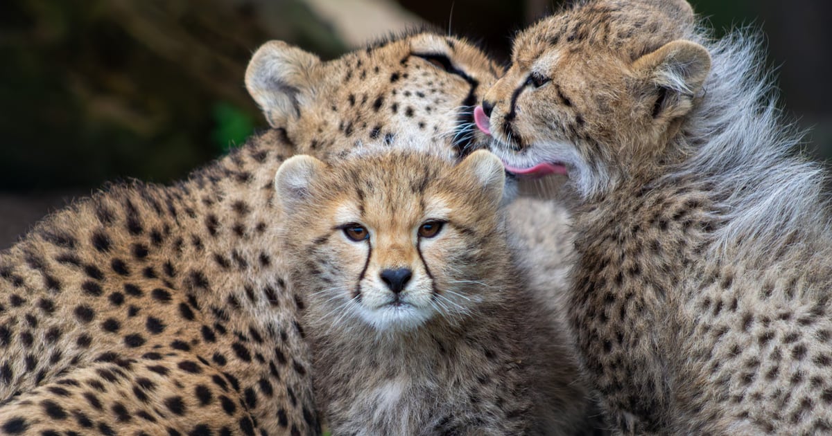 Public give Fota Wildlife Park’s newest cheetah cubs Swahili names – The Irish Times