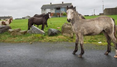Abandoned horse left dying for two days before being euthanised – The Irish Times