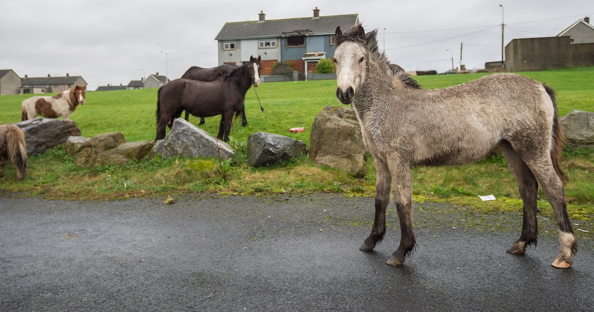 Abandoned horse left dying for two days before being euthanised – The Irish Times