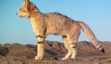 Sand cat beside its den