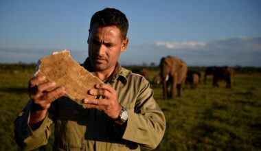 &eacute;l&eacute;phant d&eacute;fense ivoire