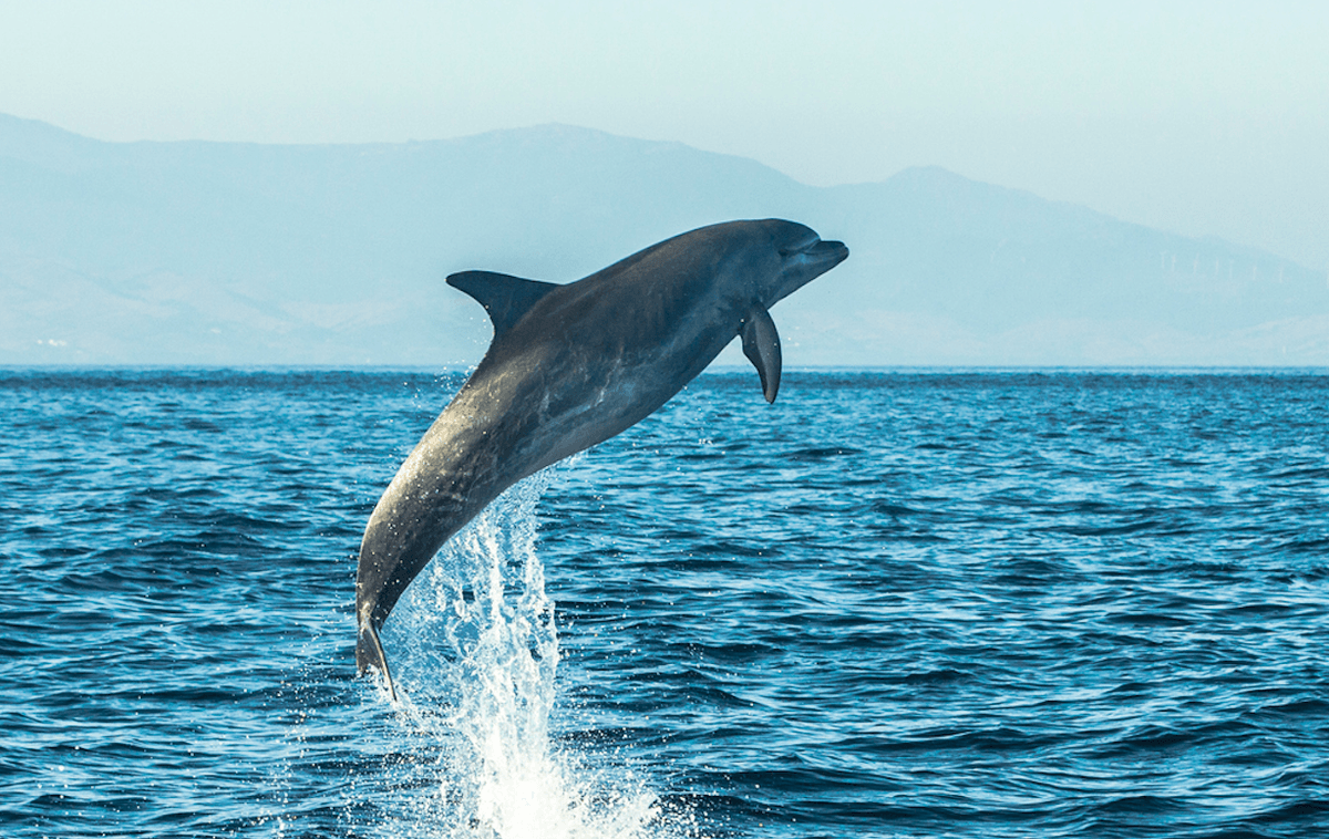 Can whales and dolphins cross breed