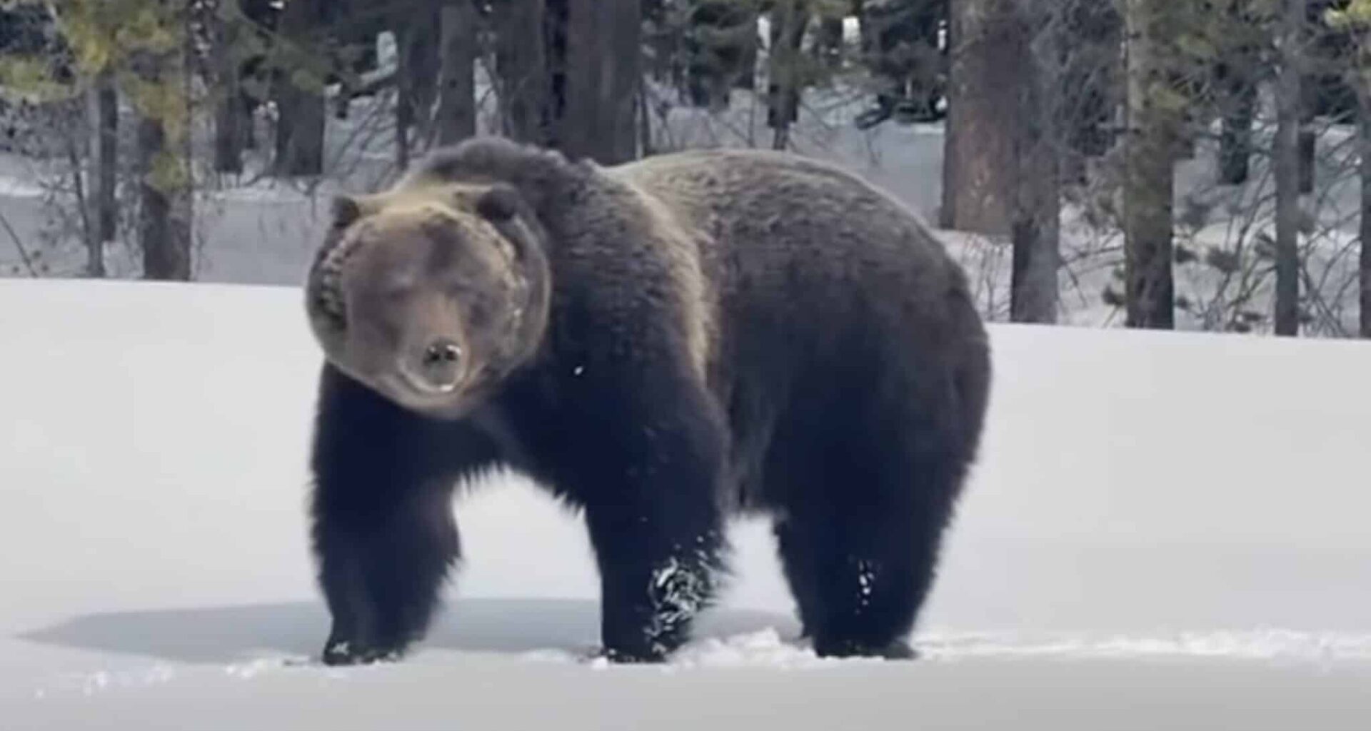 World Famous Grizzly Bear 'The Boss" Awakens From Hibernation In Banff National Park