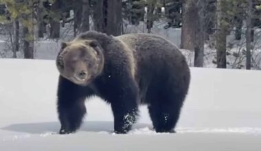 World Famous Grizzly Bear 'The Boss" Awakens From Hibernation In Banff National Park