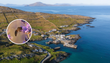 Mayo island to become home to Ireland’s first native honey bee sanctuary