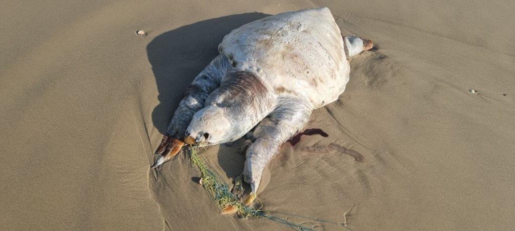 צב ים במצב ריקבון, לאחר שנפלט מת לחופי ישראל בעקבות הסתבכות בציוד דיג