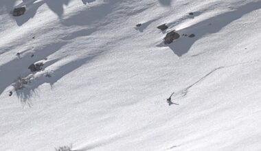 Snow leopard rolls down mountain in India