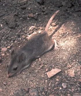Southern grasshopper mouse