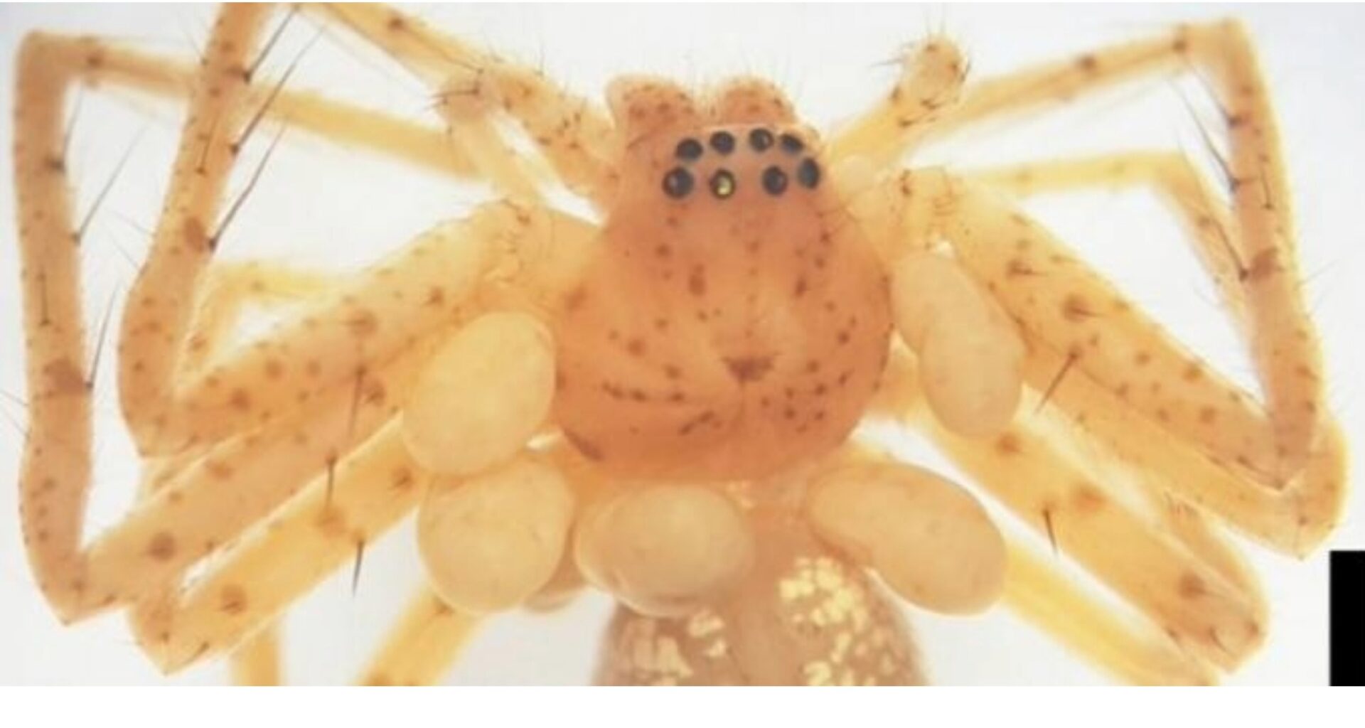 Scientists discover a spider with a beaded 'pearl necklace'