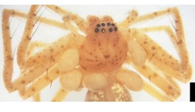Scientists discover a spider with a beaded 'pearl necklace'
