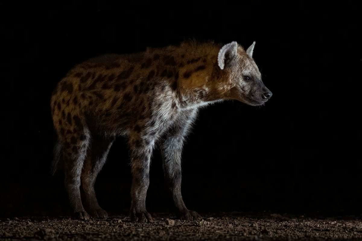 Spotted hyena at night