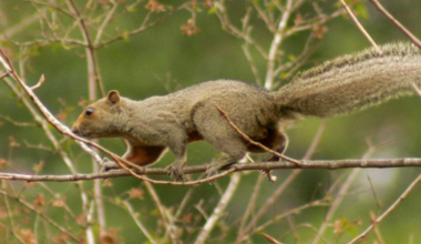 Argentina updates national IUCN mammal list with new focus on non-native species