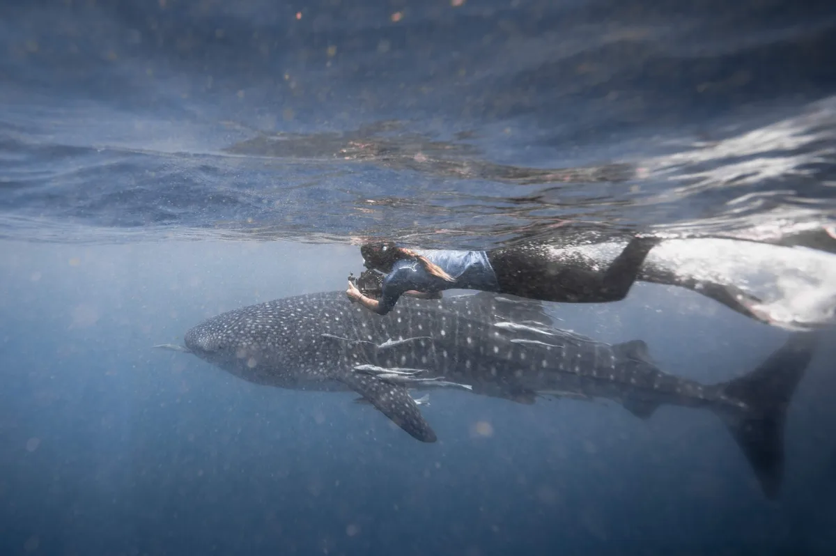 Stella Diamant photo-ID