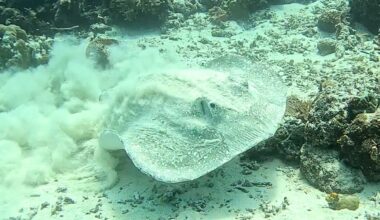 Stingray with no tail