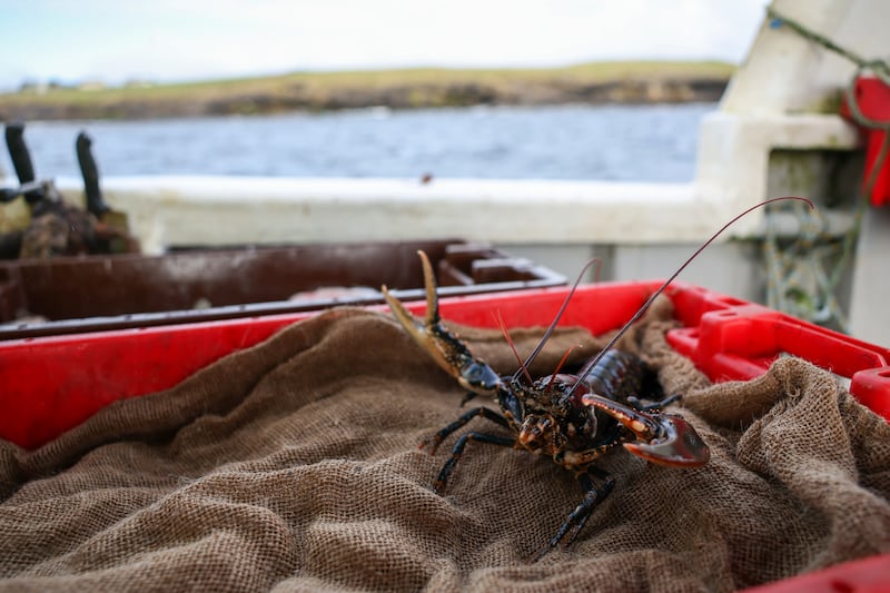John Menarry mostly fishes lobster and brown crab. Photograph: Enda O'Dowd