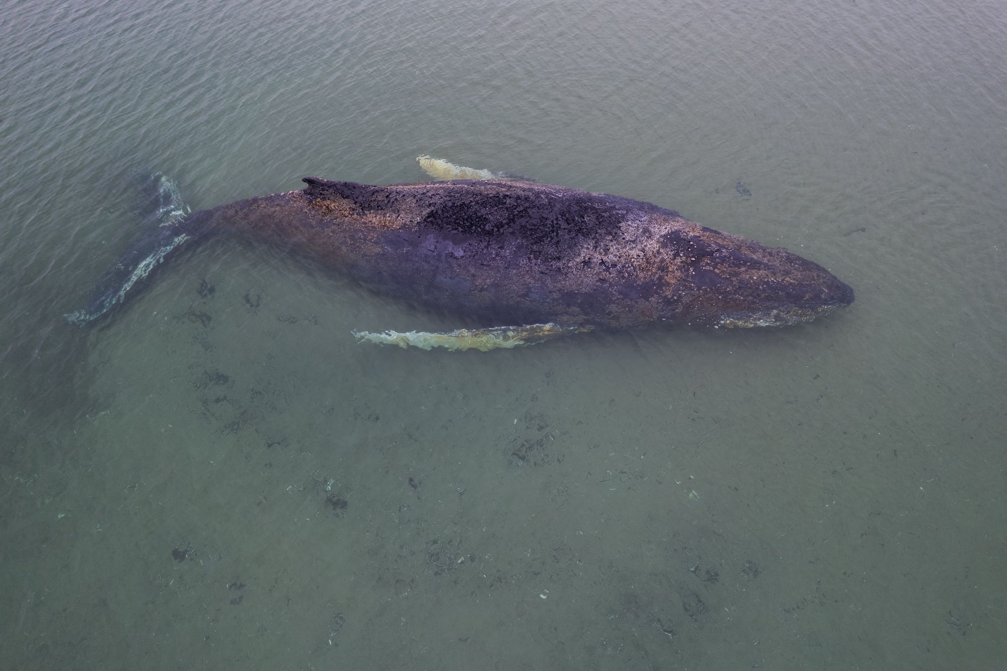 The whale was first spotted swimming in the Baltic on March 3, but reports of it being stranded surfaced last week