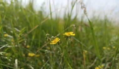 Irish wildflower has potential to tackle antibiotic resistance, new study reveals