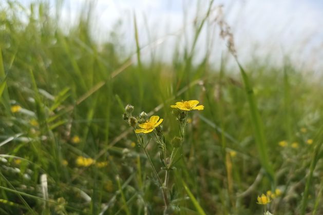 Irish wildflower has potential to tackle antibiotic resistance, new study reveals