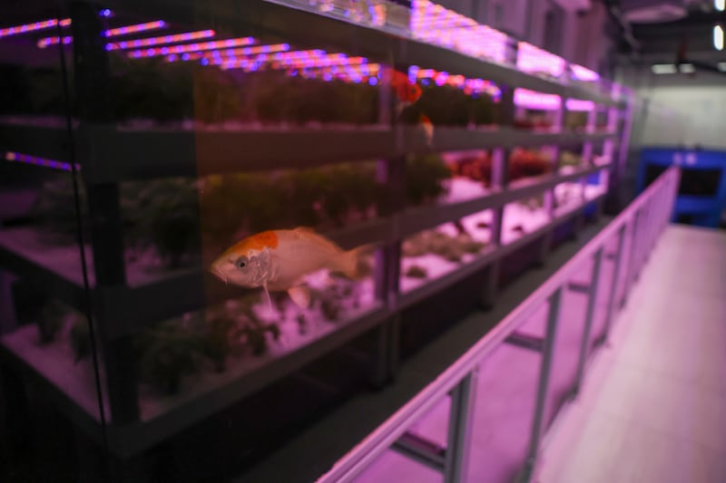 A fish swims in a tank within Belvedere College's urban farm. Photograph: Enda O'Dowd 