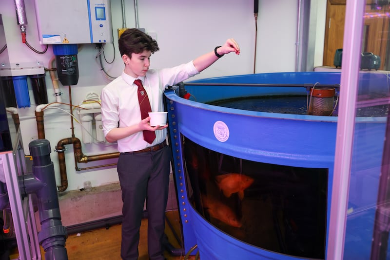 Conor O'Leary at feeding time in the urban farm at Belvedere College. Photograph: Enda O'Dowd