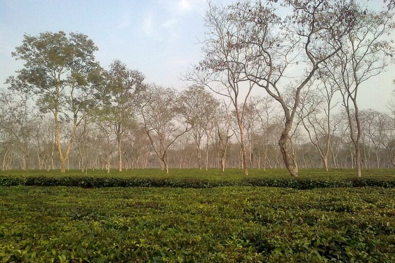 A tea plantation in Sonitpur, which is a mosaic of forests, croplands and tea estates intersecting with an elephant corridor. The region has long experienced recurring crop raids and seasonal human-elephant conflict. Image by Amlan Basumatari via Wikimedia Commons (CC BY-SA 3.0).