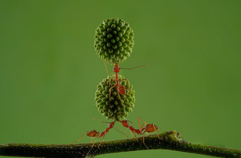 Two red ants on a green stem; one ant is balancing two spiky green spheres vertically while another ant stands beside it, all set against a plain green background.