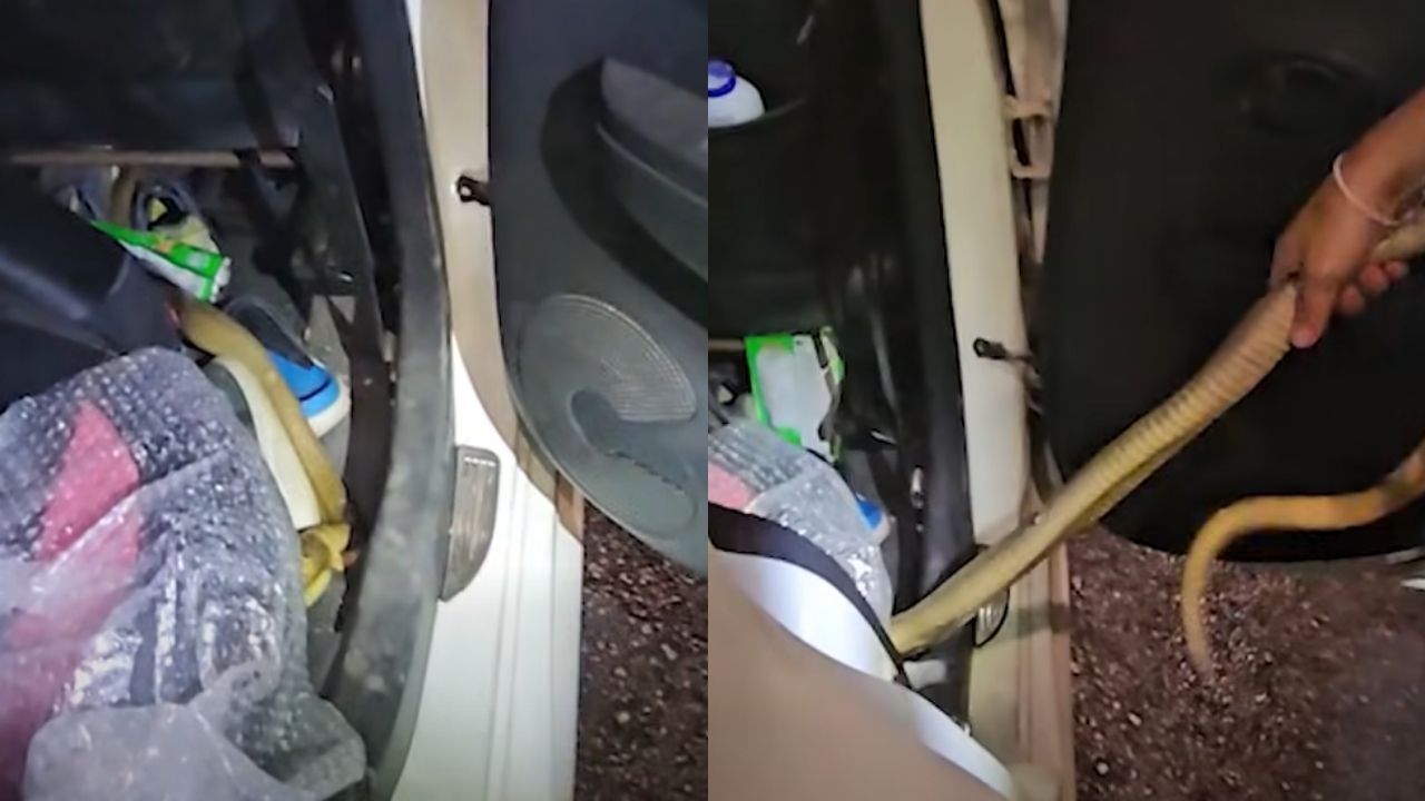 Cobra escapes fertiliser bag in moving car