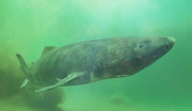 The “392 Year Old Shark” Story Is Everywhere Online, But Researchers Say Its Age Isn’t What You Think