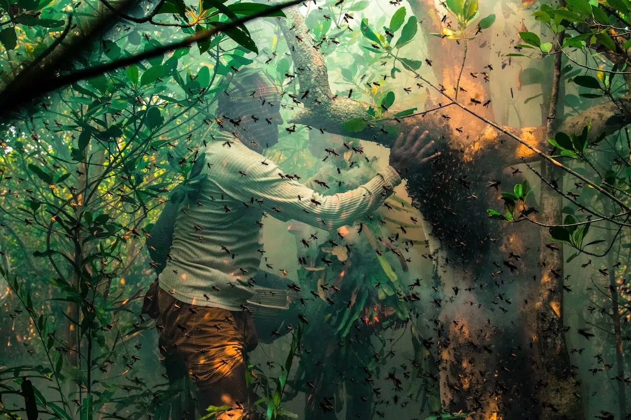 Honey Collector
