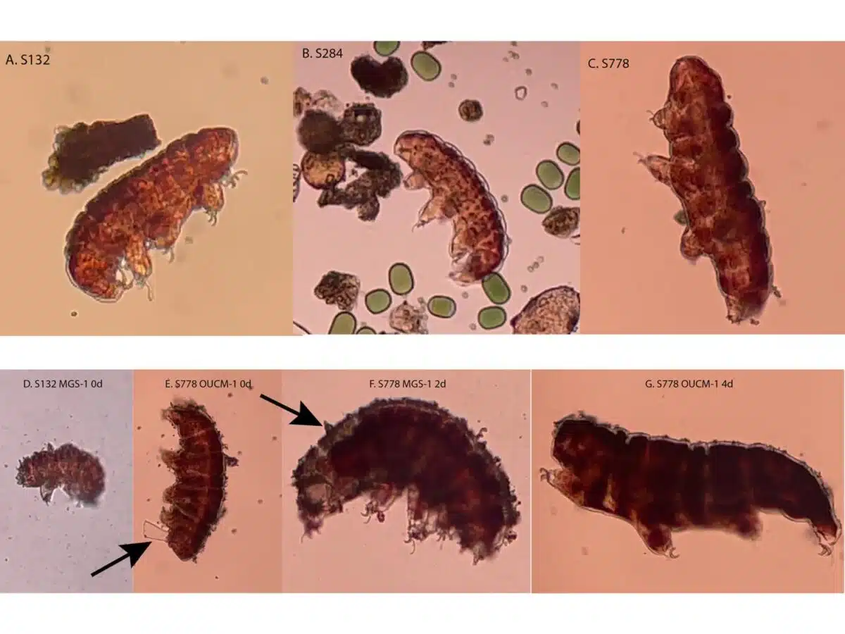 The Top Three Images Show Active Tardigrades In Beach Sand On Earth.