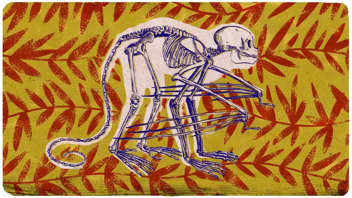This Skeletal Structure Highlights The Biological Foundations Of Primate Movement And Cognition.
