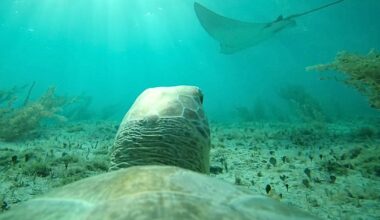TurtleCam