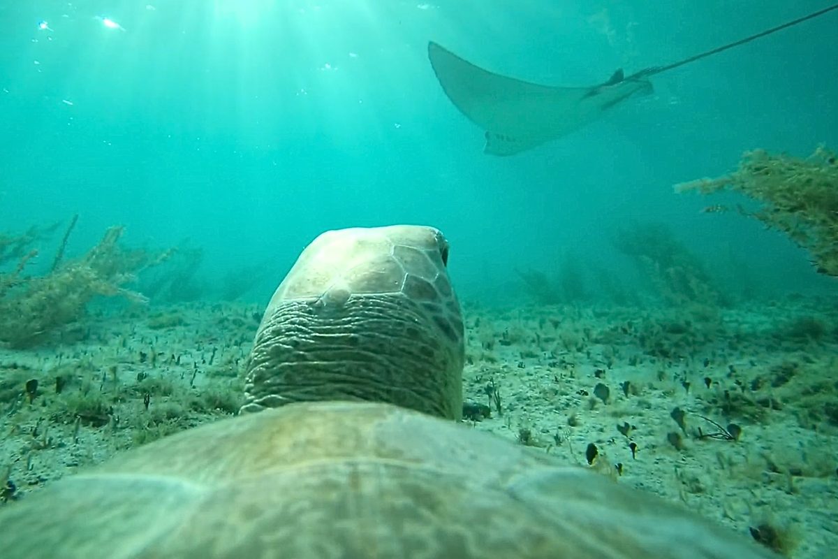 TurtleCam