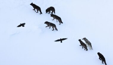Ravens Don't Just Follow Wolves – They Memorize Kill Sites Across Vast Distances : ScienceAlert