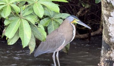 Costa Rica gets back to nature after decades of deforestation – The Irish Times