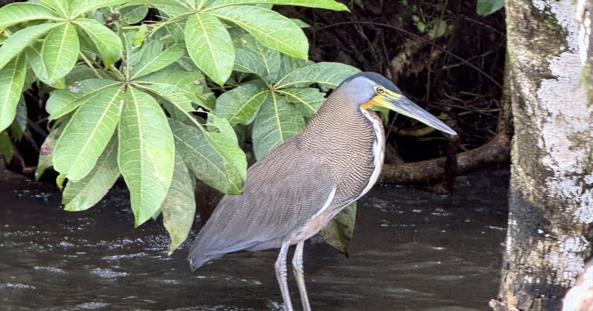 Costa Rica gets back to nature after decades of deforestation – The Irish Times