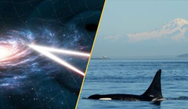There are two images. On the right we see an illustration of space time with two beams of light. On the right, we see a swimming orca with a mountain in the background.