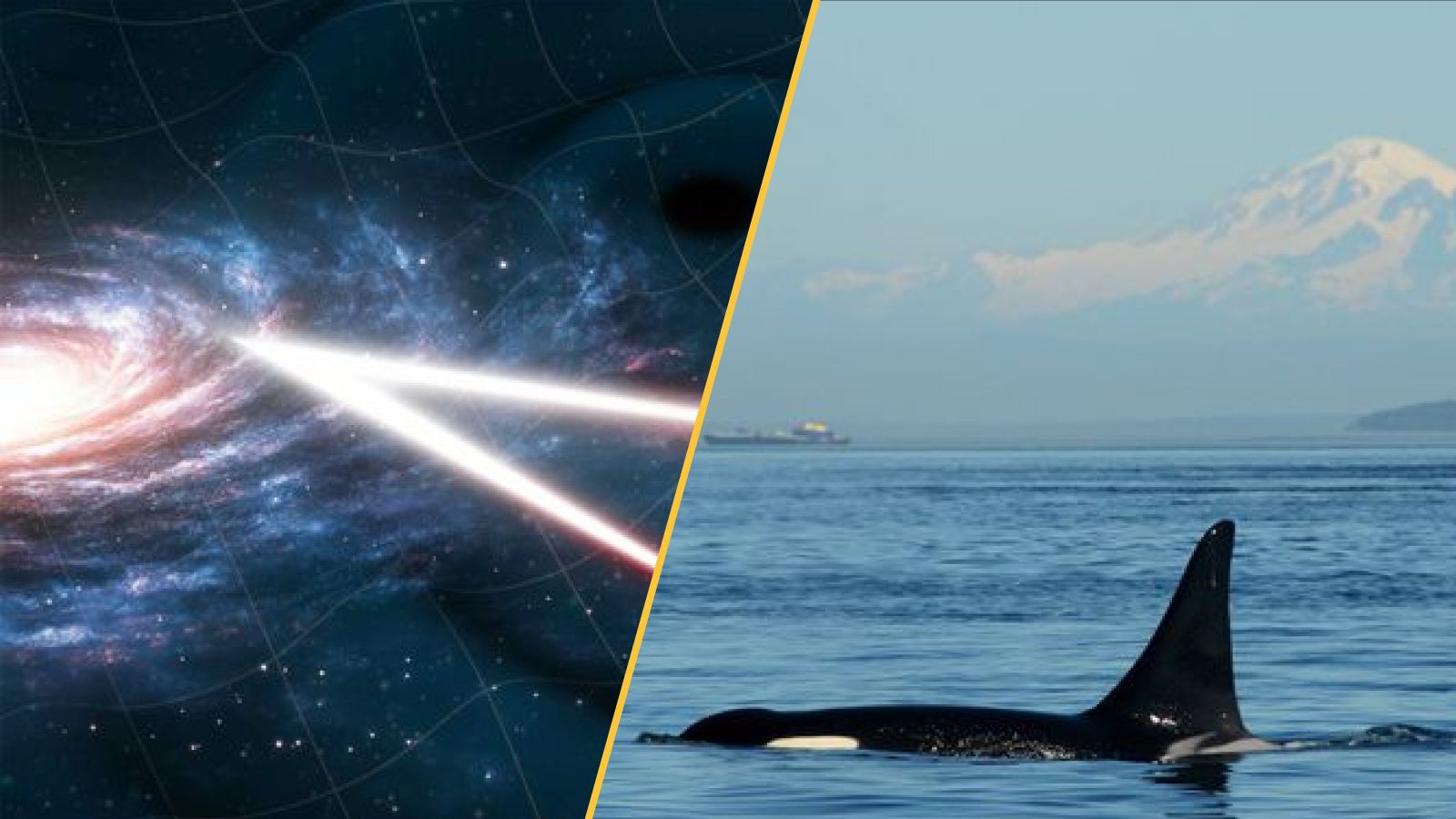 There are two images. On the right we see an illustration of space time with two beams of light. On the right, we see a swimming orca with a mountain in the background.