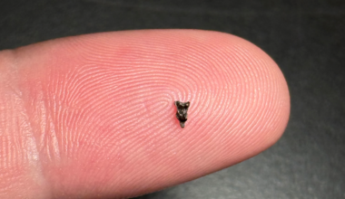 Purgatorius upper molar from Corral Bluffs Denver Basin CO