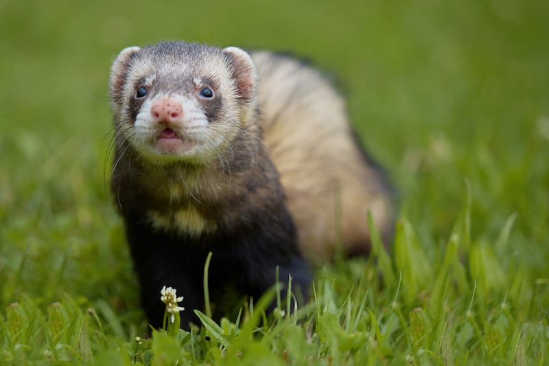 Standard color ferret enjoying walking and exploring meadow in camp