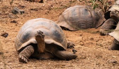 Slow Breaking News: A Giant Tortoise Revival