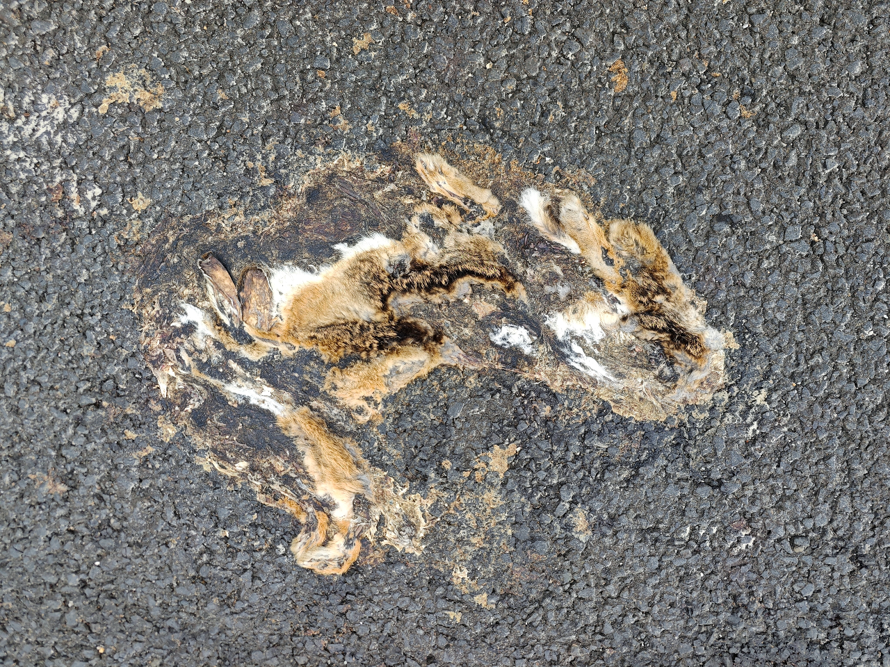A close up of a gray asphalt road with smeared brown remains from a Hainan hare on its surface