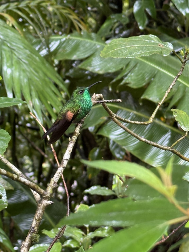 A hummingbird takes a rest in one of Costa Rica's protected forests