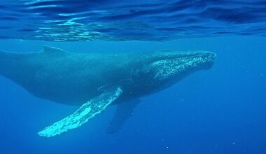 Oldest-Known Whale Song Recording Found on a Lost 1949 Disc : ScienceAlert