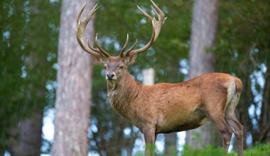 Wild Deer - Achill Parish