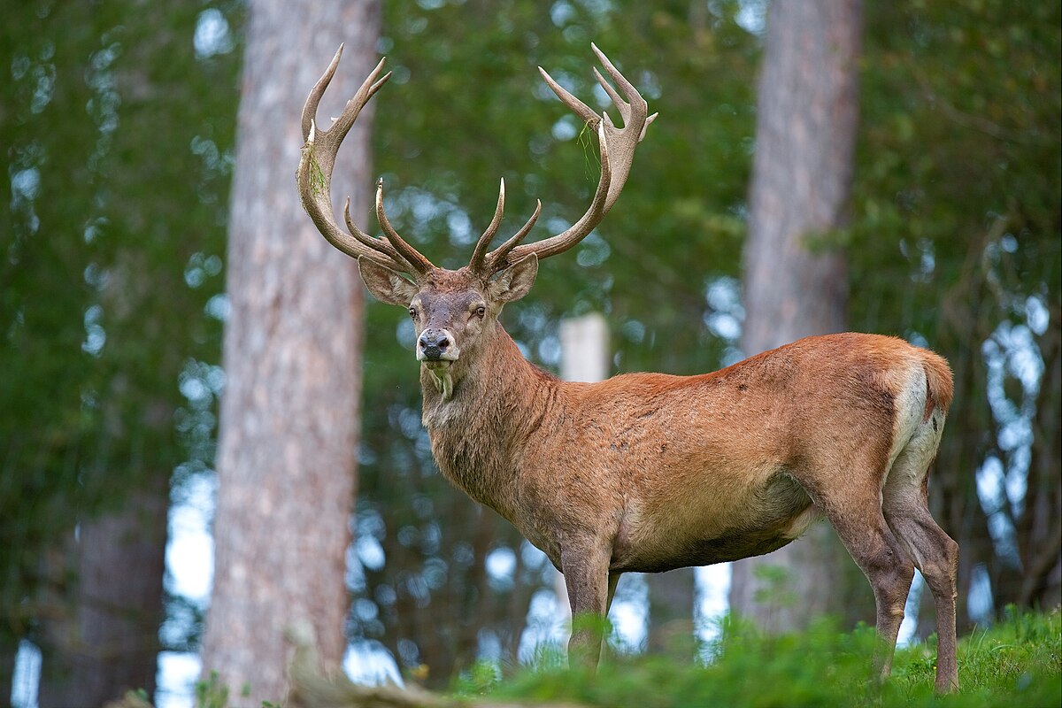 Wild Deer - Achill Parish
