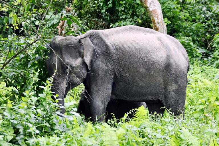 An elephant shields her calf in Nameri National Park, Sonitpur district, Assam. A new study finds that following organised crop-guarding efforts to deter elephants from entering farms in the district, elephant deaths rose by two to three times. Image by Diganta Talukdar via Wikimedia Commons (CC BY-SA 3.0).