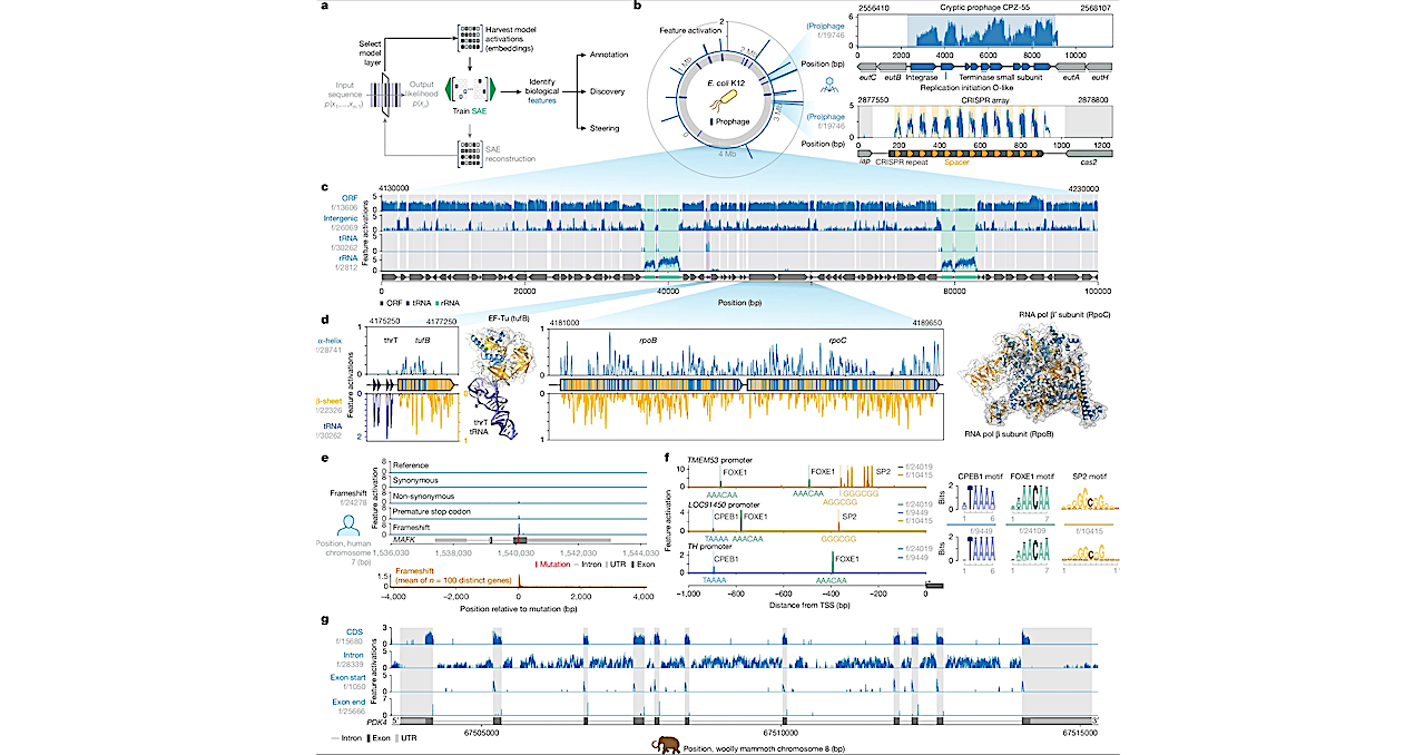 With Evo 2, AI Can Model And Design The Genetic Code For All Domains Of Life